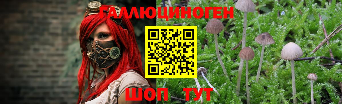 Галлюциногенные грибы Psilocybine cubensis  Вход с VPN  Кувандык 