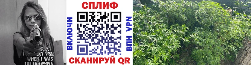 Канабис MAZAR  Кувандык 